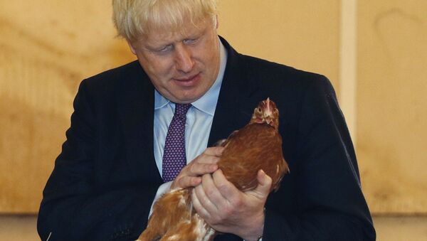 Britain's Prime Minister Boris Johnson inspects a chicken during his visit to rally support for his farming plans post-Brexit at Shervington Farm in St. Brides Wentlooge, near Newport, south Wales, Tuesday,  30 July 2019. - Sputnik International