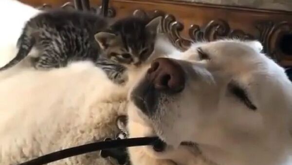 Dog - Sputnik International