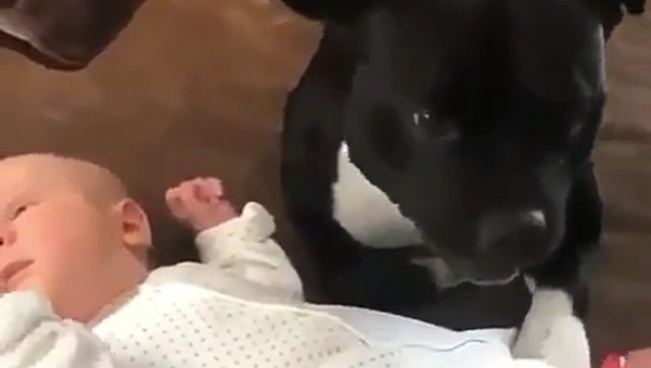 My Baby! Little Pup Adores New Family Addition  - Sputnik International