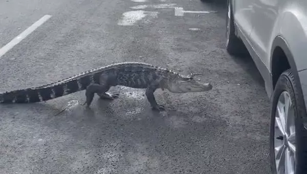 Alligator - Sputnik International