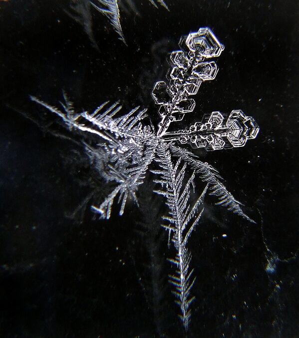 Astonishing Ice: Close-Up Photos Show the Amazing Beauty of Snowflakes - Sputnik International