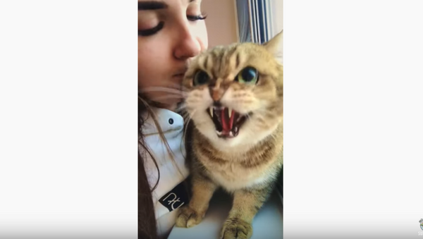 Bah Humbug! Cranky Kitty Hisses at Unwanted Kisses  - Sputnik International