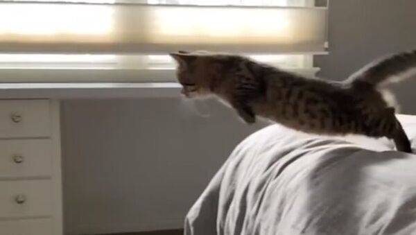 Kitten jumping - Sputnik International