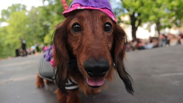 A Dachshund dog dressed in a costume takes part in a dogs parade, in Saint Petersburg, Russia. - Sputnik International