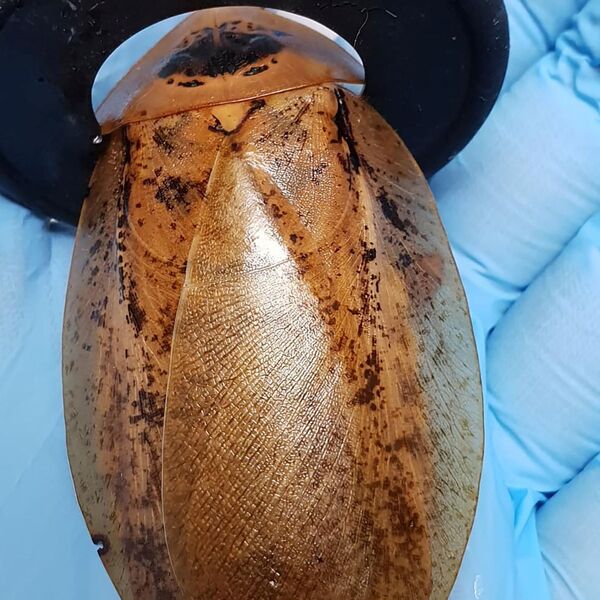 La Cucaracha: Russian Medics Perform Unique Operation on Giant Roach Delivering Babies - Sputnik International