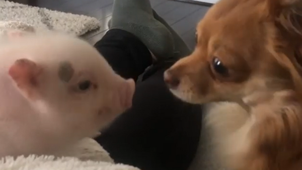 Leave Me Alone! Puppy Resists Piglet Kisses - Sputnik International