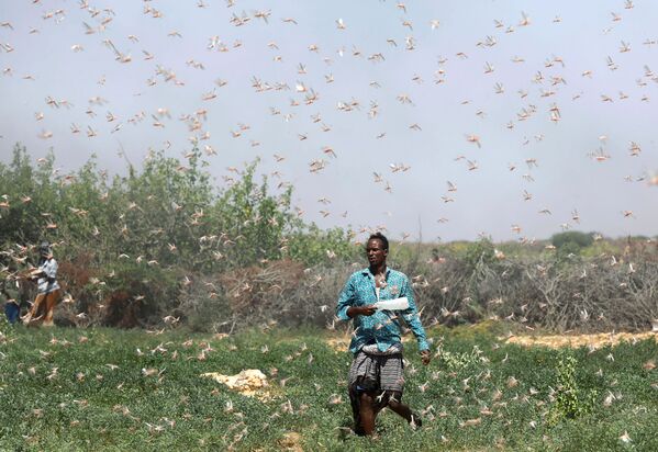 A Somali farmer walks within desert locusts in grazing land on the outskirts of Dusamareb in Galmudug region, Somalia, 21 December 2019.  - Sputnik International