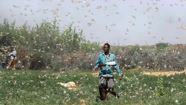 A Somali farmer walks within desert locusts in a grazing land on the outskirt of Dusamareb in Galmudug region, Somalia December 21, 2019.  - Sputnik International
