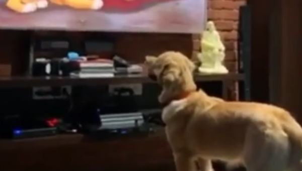 Circle of Life: Sweet Golden Retriever Moved by Iconic ‘Lion King’ Scene - Sputnik International