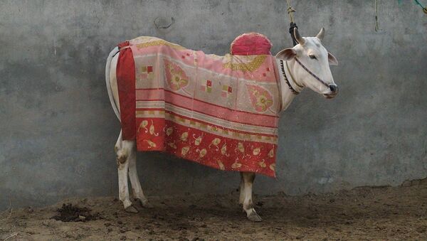 Cow with a cloth piece on top - Sputnik International