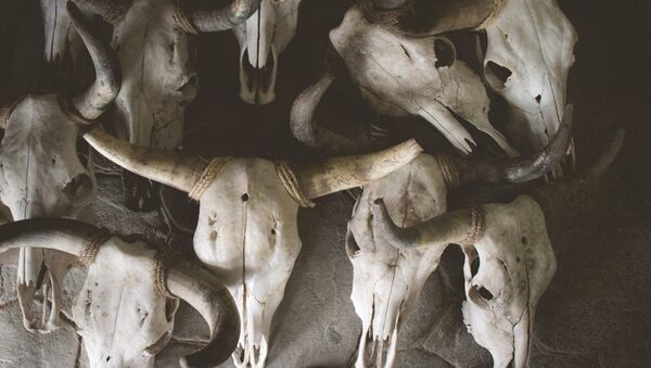 Skulls of cows - Sputnik International