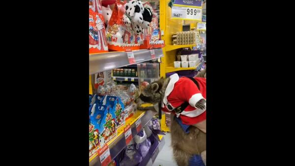 Festive Raccoon Goes Holiday Shopping at Russian Supermarket - Sputnik International