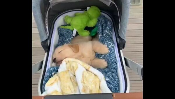Puppy in Baby Carriage - Sputnik International