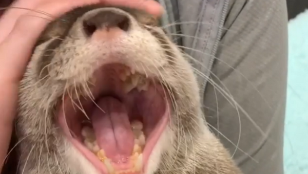 Sleepyhead: Slumbersome Otter Enjoys Post Party Affection  - Sputnik International