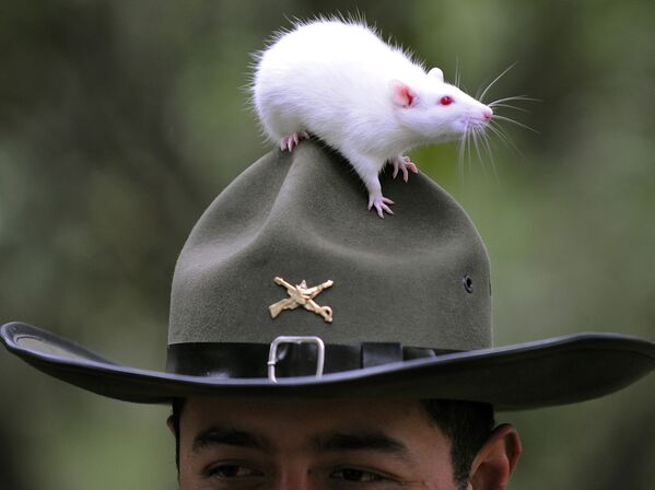 A rat stands atop a police hat during a search of explosives practice on September 9, 2008, in Bogota. Colombian police is developing an investigation with rats to prevent land mines buried during the conflict.  - Sputnik International