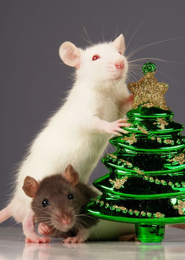 White rat near a Christmas tree - Sputnik International