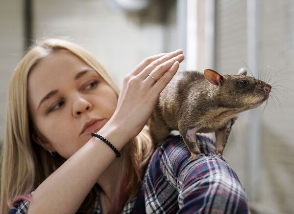Marina, the wife of Russian zoologist Yevgeny Rybaltovsky, holds a Gambian rat 'Gambi'  - Sputnik International