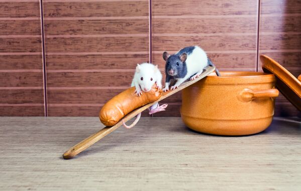 Rats in the kitchen - Sputnik International