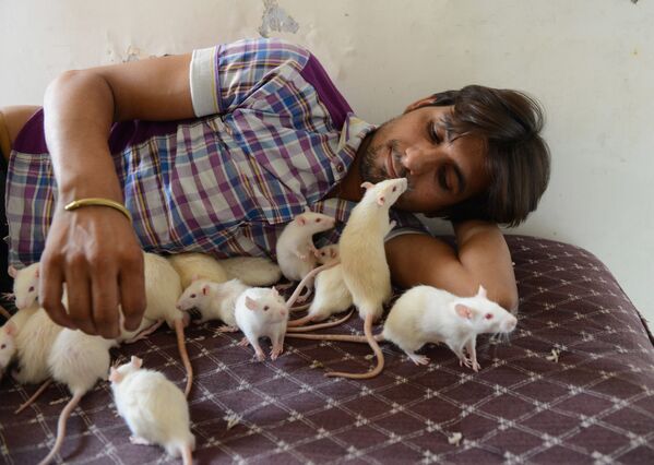 Indian shop owner, Sonu Sharma, 26, nicknamed the Ratman, has over 50 rats. He adopted four white rats over a year ago since then they multiplied and he has kept many as pets.    - Sputnik International