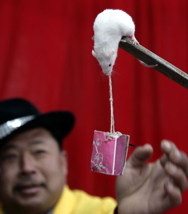 A hamster performs tricks on 4 February 2008 in Hangzhou, in eastern China's Zhejiang province. - Sputnik International