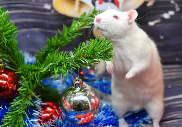 Rat nicknamed Pukhlyash (Plumpy) sits under a Christmas tree in a zoo shop in Moscow - Sputnik International