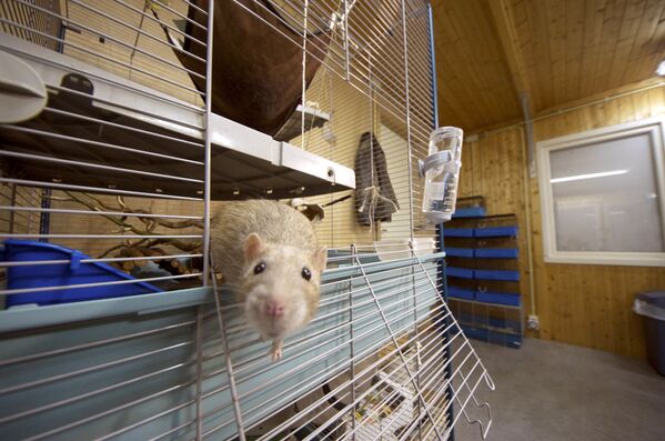 A rat gets out of its cage in the premises of the Dutch police in Rotterdam. Since the end of 2011, the Dutch police trains rats to recognise the smell of gunpowder and drugs - Sputnik International