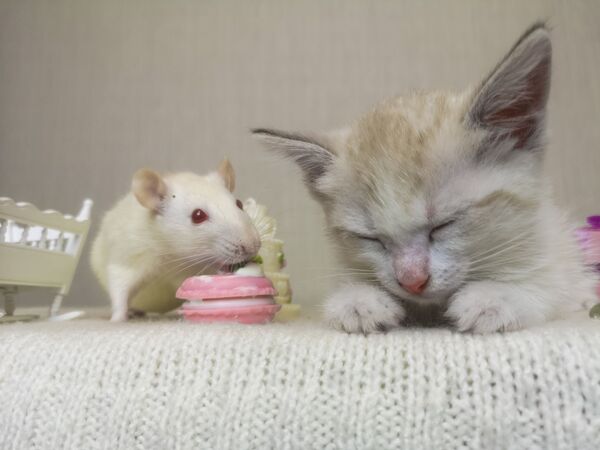 The mouse sits next to the cat. A small kitten fell asleep. Rat's eating. Rodent and predator together. - Sputnik International