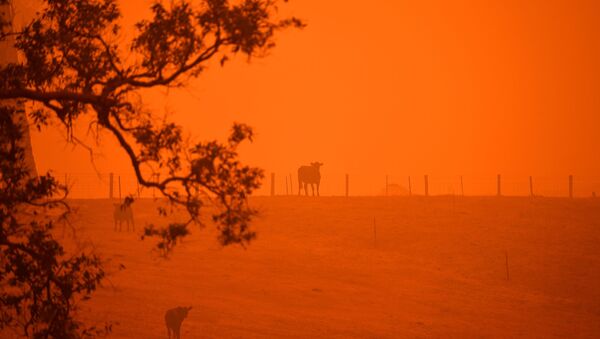 Cattle stand in a field under a red sky caused by bushfires in Greendale on the outskirts of Bega, in Australia's New South Wales state on January 5, 2020. - Sputnik International