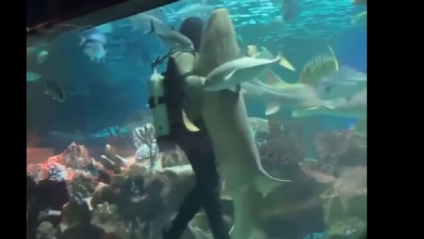Scuba Diver Dances With Shark - Sputnik International