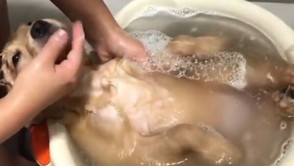 A dog is having bath - Sputnik International