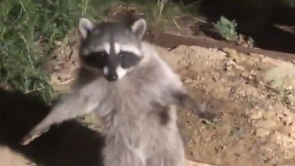Raccoon Hands up - Sputnik International