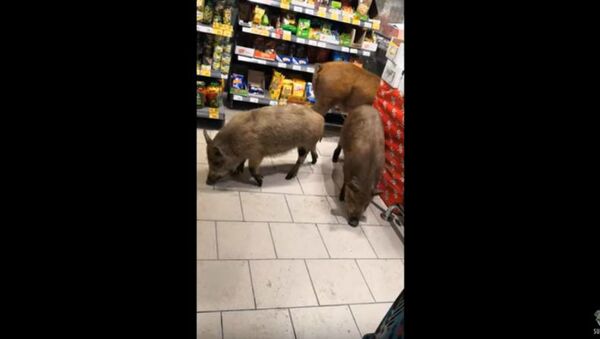 Hogwild: Escaped Pigs Explore Russian Supermarket - Sputnik International