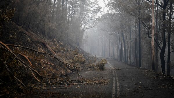 Fallen trees partially block roads in the fire-grounds near Eden, Australia January 7, 2020 - Sputnik International