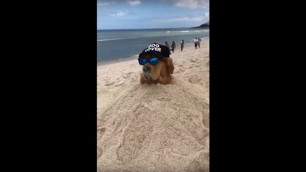 Beachy Brazilian Golden Retriever Chills In Sand  - Sputnik International