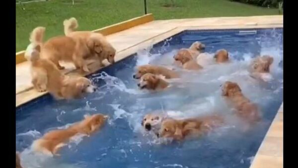 Puppy Pool Paradise: Dozens of Golden Retrievers Enjoy Wet Fête - Sputnik International