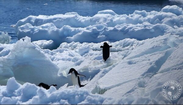 Scientists Gear Up for Mission to 'World’s Biggest Iceberg' on Dangerous Collision Course - Sputnik International