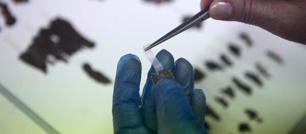 FILE - In this May 10, 2013 file photo, an Israel Antiquities Authority employee works on fragments of the Dead Sea Scrolls in Jerusalem FILE - In this May 10, 2013 file photo, an Israel Antiquities Authority employee works on fragments of the Dead Sea Scrolls in Jerusalem - Sputnik International