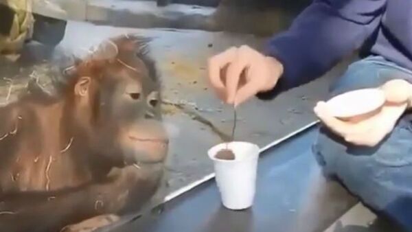 Monkeying Around: Silly Primate Amused by Magic Trick  - Sputnik International