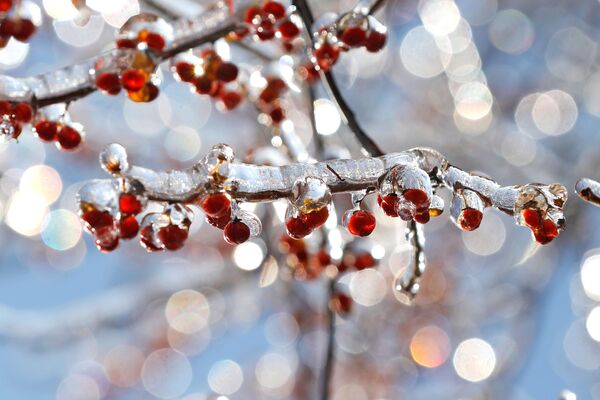 Holly berries are seen coated in a layer of ice after a winter storm in Nyack, New York, U.S., December 18, 2019.  - Sputnik International