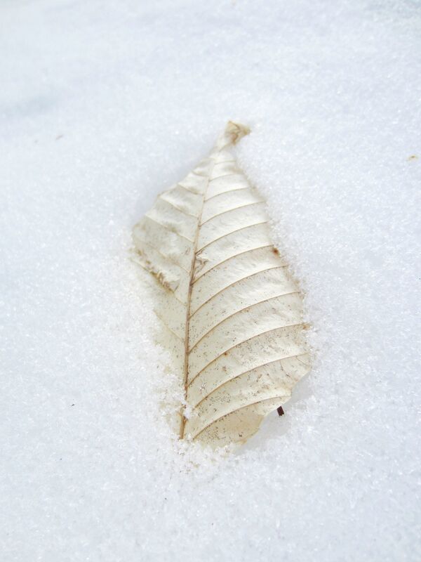 A dry leaf covered in snow - Sputnik International