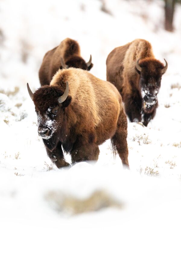 Bisons in the Yellowstone Park in the US - Sputnik International