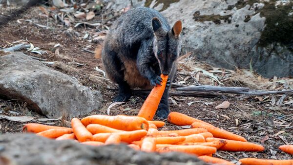 Wallaby eats a carrot NSW's DPIE workers air-dropped them around national parks - Sputnik International
