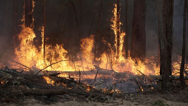 Flames from a controlled fire burn up tree trunks as firefighters work at building a containment line at a wildfire near Bodalla, Australia, Sunday, Jan. 12, 2020. Authorities are using relatively benign conditions forecast in southeast Australia for a week or more to consolidate containment lines around scores of fires that are likely to burn for weeks without heavy rainfall. (AP Photo/Rick Rycroft) - Sputnik International