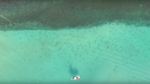 Hundreds of Sharks Just Meters Away From Snorkeling Teen  - Sputnik International
