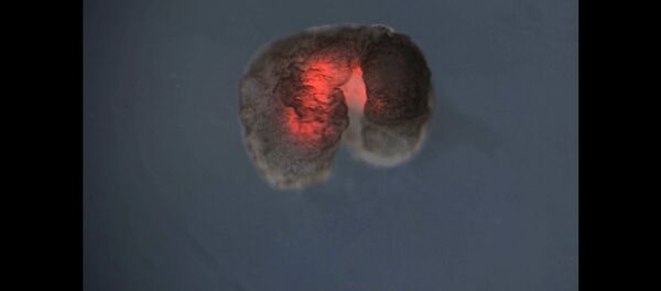 UVM and Tufts Team Builds First Living Robots UVM and Tufts Team Builds First Living Robots - Sputnik International