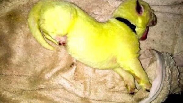A North Carolina family's white German Shepherd recently gave birth to a lime green pup. - Sputnik International