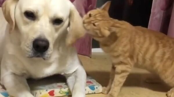 Cat and dog. Cat bites labrador on ear - Sputnik International