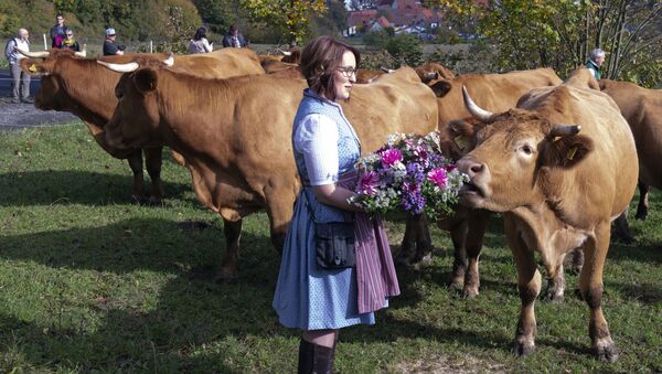 cow's headdress before driving the beasts on a dirt road during the return of the cattle from the summer pastures in the Rhoen mountains near the Bavarian Frankish village Ginolfs, Germany - Sputnik International
