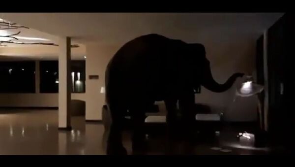 Woke up to a text from my mom about how a wild elephant went into a Sri Lankan hotel and gently wandered around while poking stuff with his trunk - Sputnik International