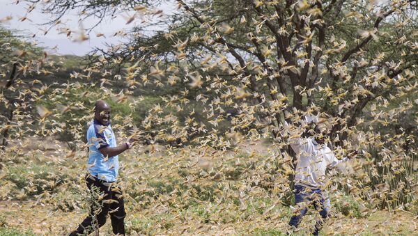 Swarm of desert locusts near the village of Sissia, in Samburu county, Kenya - Sputnik International